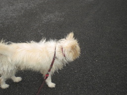 �Ԃǐ^�񒆂̗��ւ�