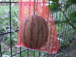 �Ԃǐ^�񒆂̗��ւ�