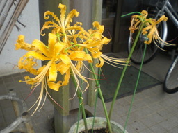 �Ԃǐ^�񒆂̗��ւ�