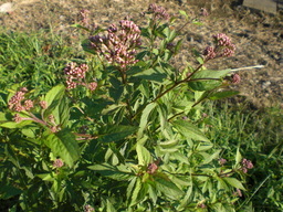 �Ԃǐ^�񒆂̗��ւ�