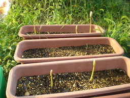 �Ԃǐ^�񒆂̗��ւ�