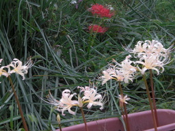 �Ԃǐ^�񒆂̗��ւ�