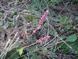 �Ԃǐ^�񒆂̗��ւ�