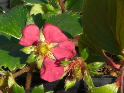 �Ԃǐ^�񒆂̗��ւ�