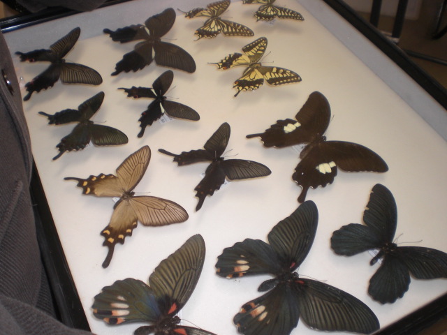 �Ԃǐ^�񒆂̗��ւ�