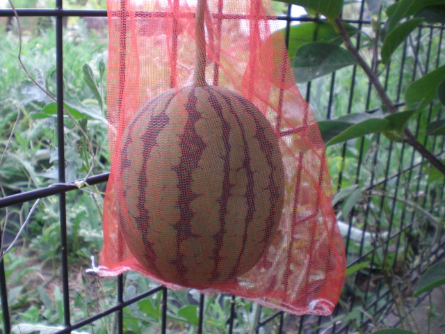 �Ԃǐ^�񒆂̗��ւ�