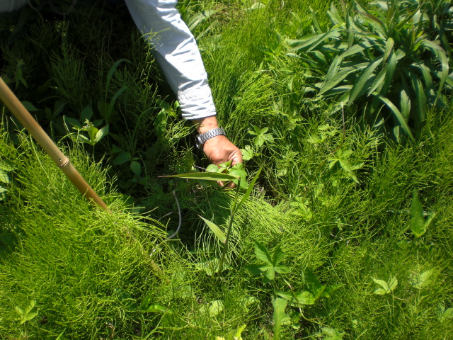 �Ԃǐ^�񒆂̗��ւ�