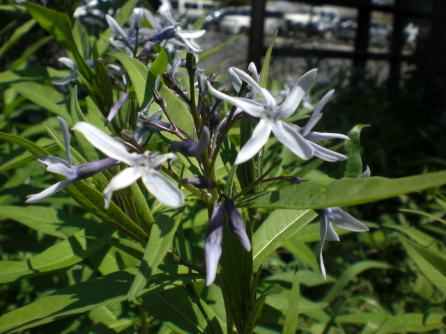 �Ԃǐ^�񒆂̗��ւ�