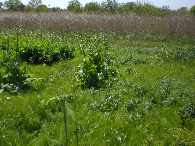 �Ԃǐ^�񒆂̗��ւ�