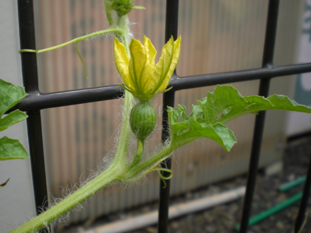 �Ԃǐ^�񒆂̗��ւ�