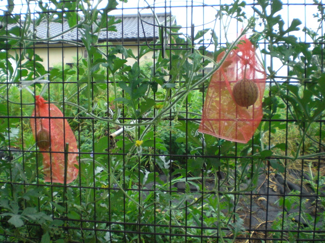 �Ԃǐ^�񒆂̗��ւ�