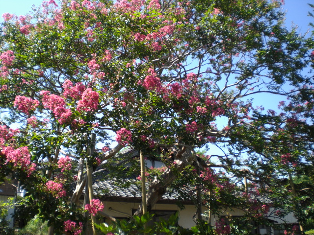 �Ԃǐ^�񒆂̗��ւ�