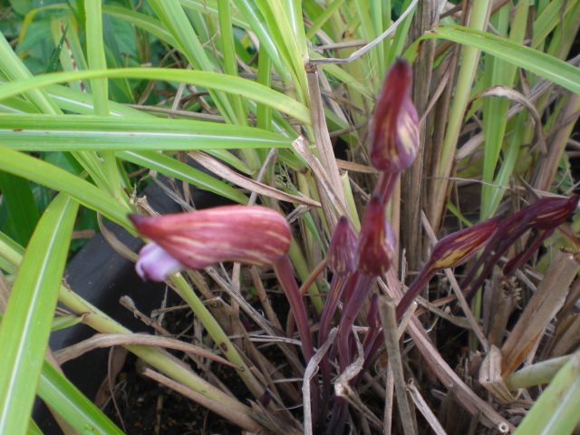 �Ԃǐ^�񒆂̗��ւ�