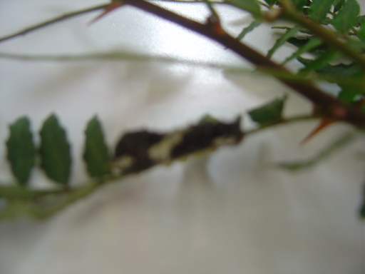 �܂�����Ȑ���