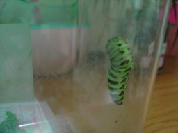 �܂�����Ȑ���