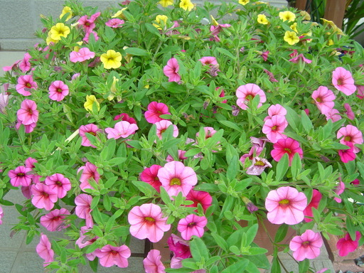 �܂�����Ȑ���