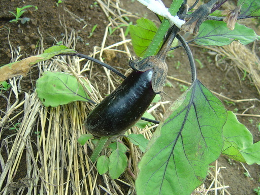 �܂�����Ȑ���