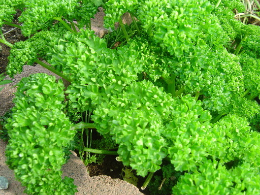 �܂�����Ȑ���