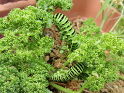 �܂�����Ȑ���