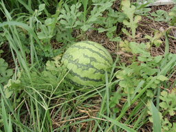 �܂�����Ȑ���