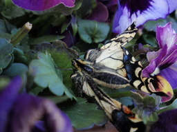 �܂�����Ȑ���