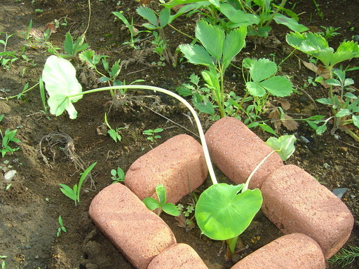 �܂�����Ȑ���