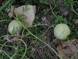 �܂�����Ȑ���