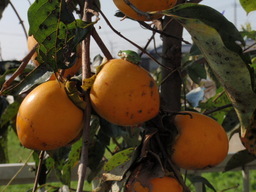 �܂�����Ȑ���