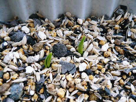 ���N���͎O���̓��I