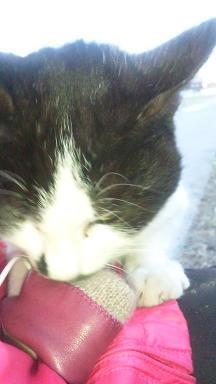 ���N���͎O���̓��I