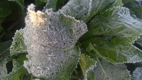 ���N���͎O���̓��I