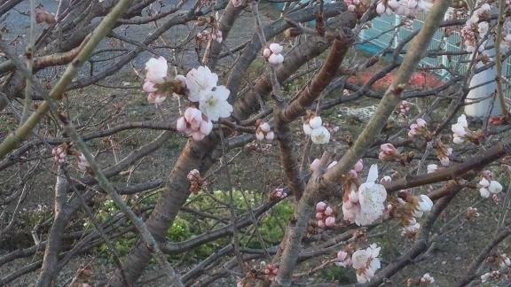 ���N���͎O���̓��I