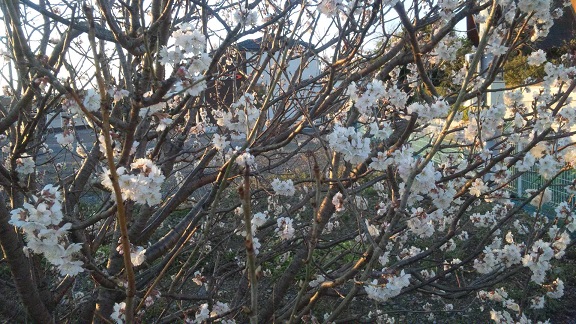 ���N���͎O���̓��I