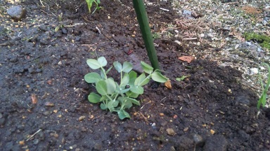 ���N���͎O���̓��I