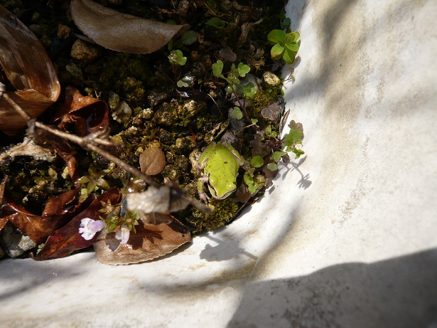 ���N���͎O���̓��I