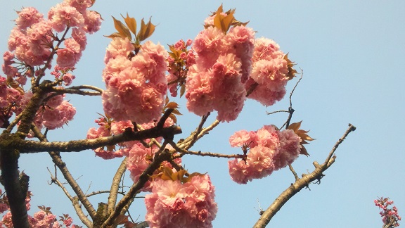 ���N���͎O���̓��I