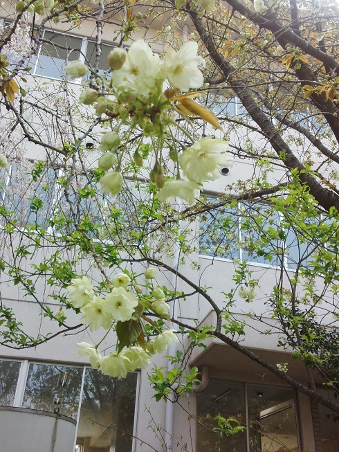 ���N���͎O���̓��I