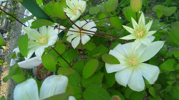 ���N���͎O���̓��I