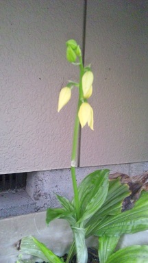 ���N���͎O���̓��I