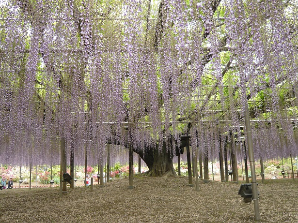 ���N���͎O���̓��I