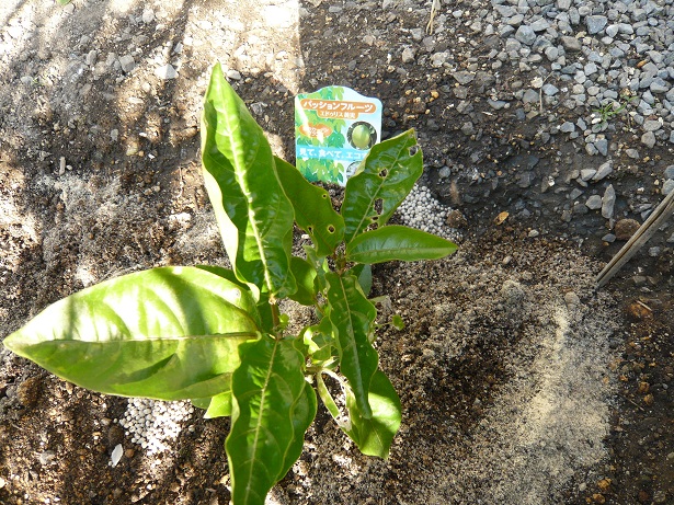 ���N���͎O���̓��I