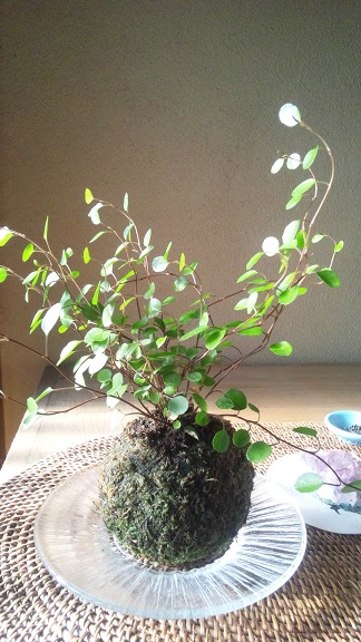 ���N���͎O���̓��I