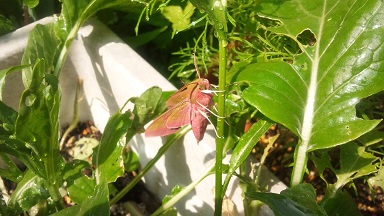 ���N���͎O���̓��I