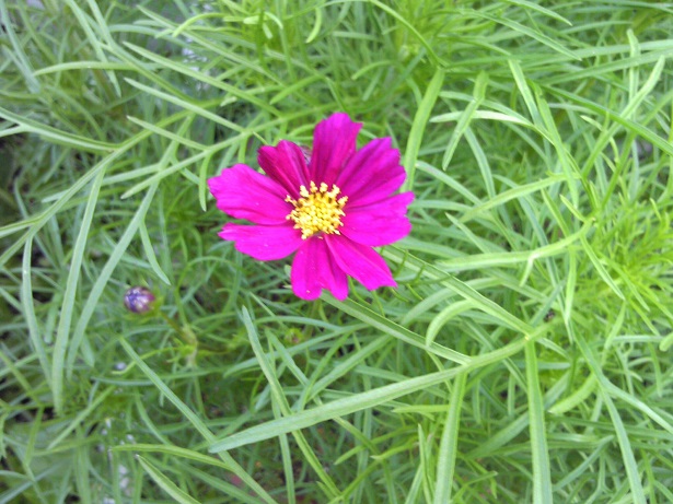 ���N���͎O���̓��I