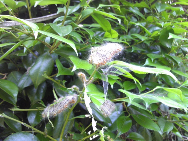 ���N���͎O���̓��I