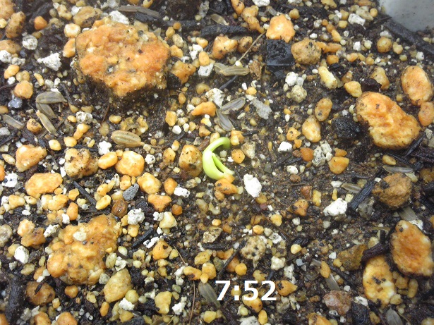 ���N���͎O���̓��I