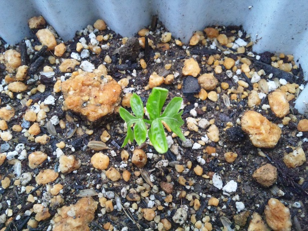 ���N���͎O���̓��I