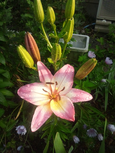 ���N���͎O���̓��I