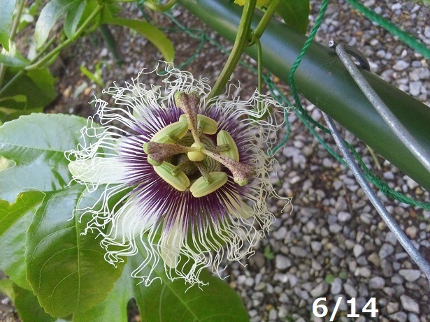 ���N���͎O���̓��I