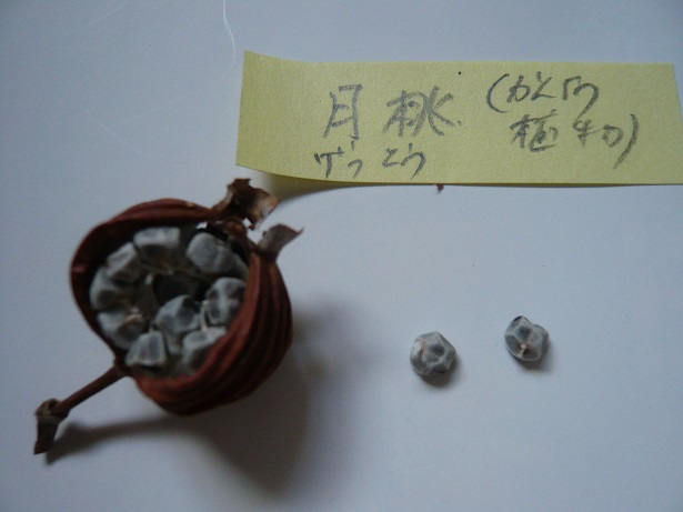 ���N���͎O���̓��I